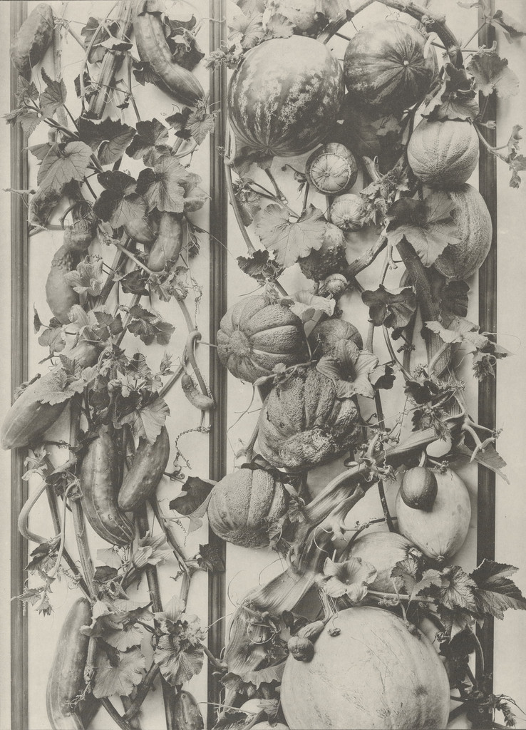 Page from Festons und Dekorative Gruppen