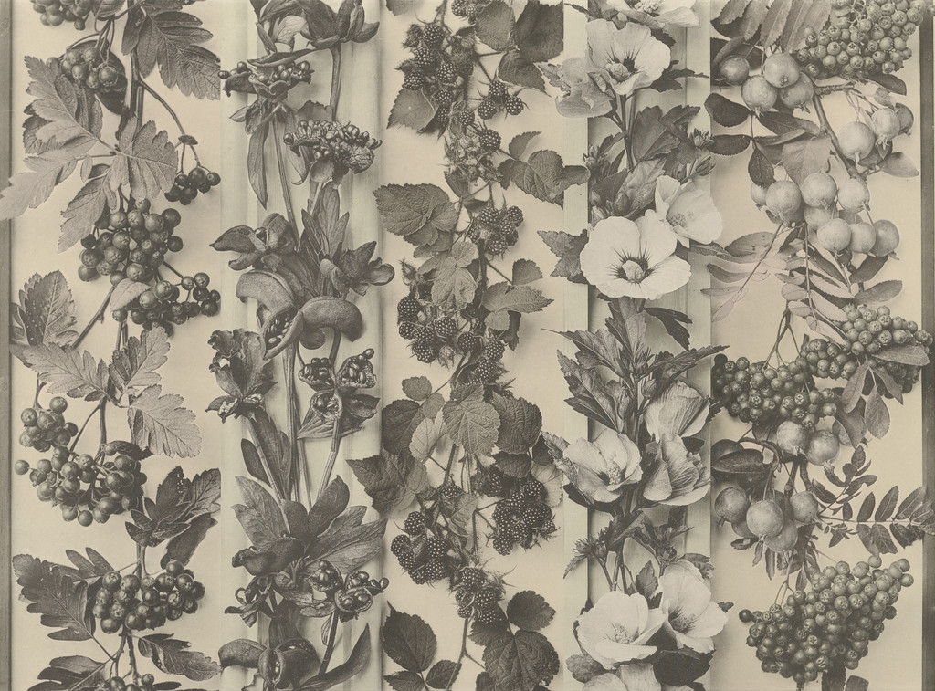 Page from Festons und Dekorative Gruppen