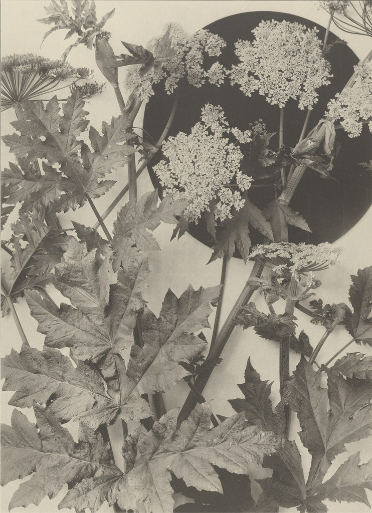 Page from Festons und Dekorative Gruppen