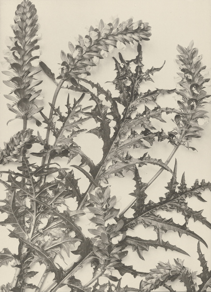 Page from Festons und Dekorative Gruppen