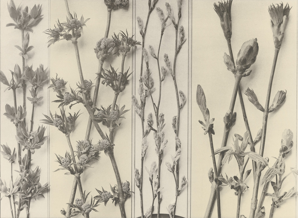 Page from Festons und Dekorative Gruppen