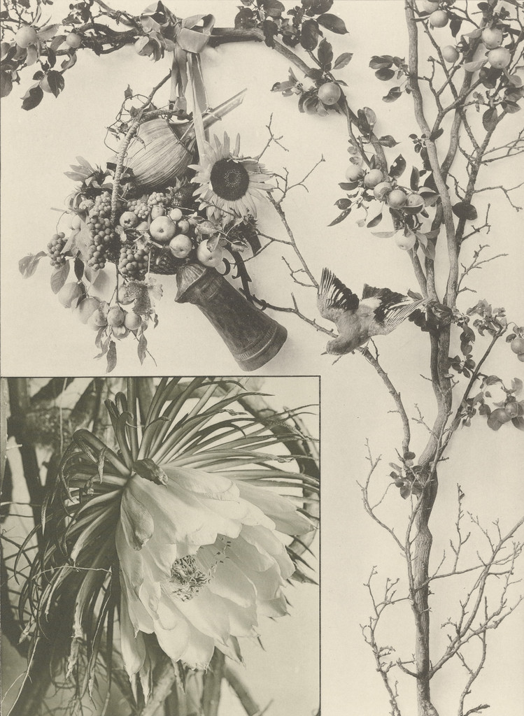 Page from Festons und Dekorative Gruppen