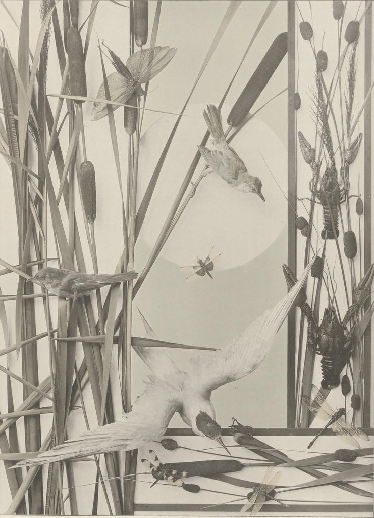 Page from Festons und Dekorative Gruppen