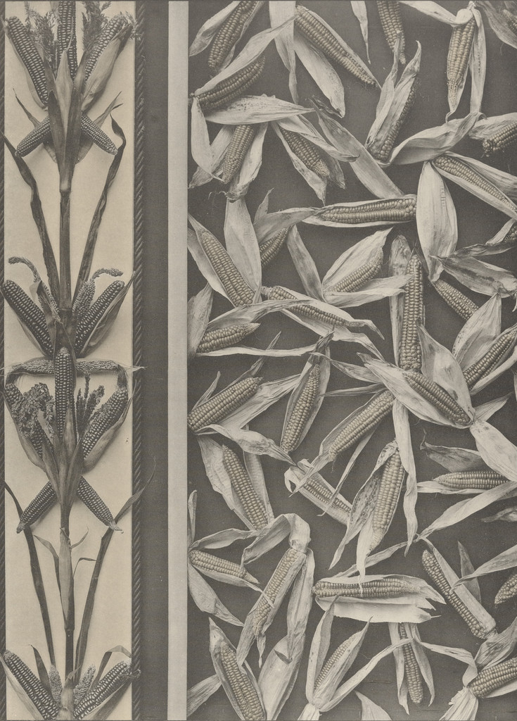 Page from Festons und Dekorative Gruppen