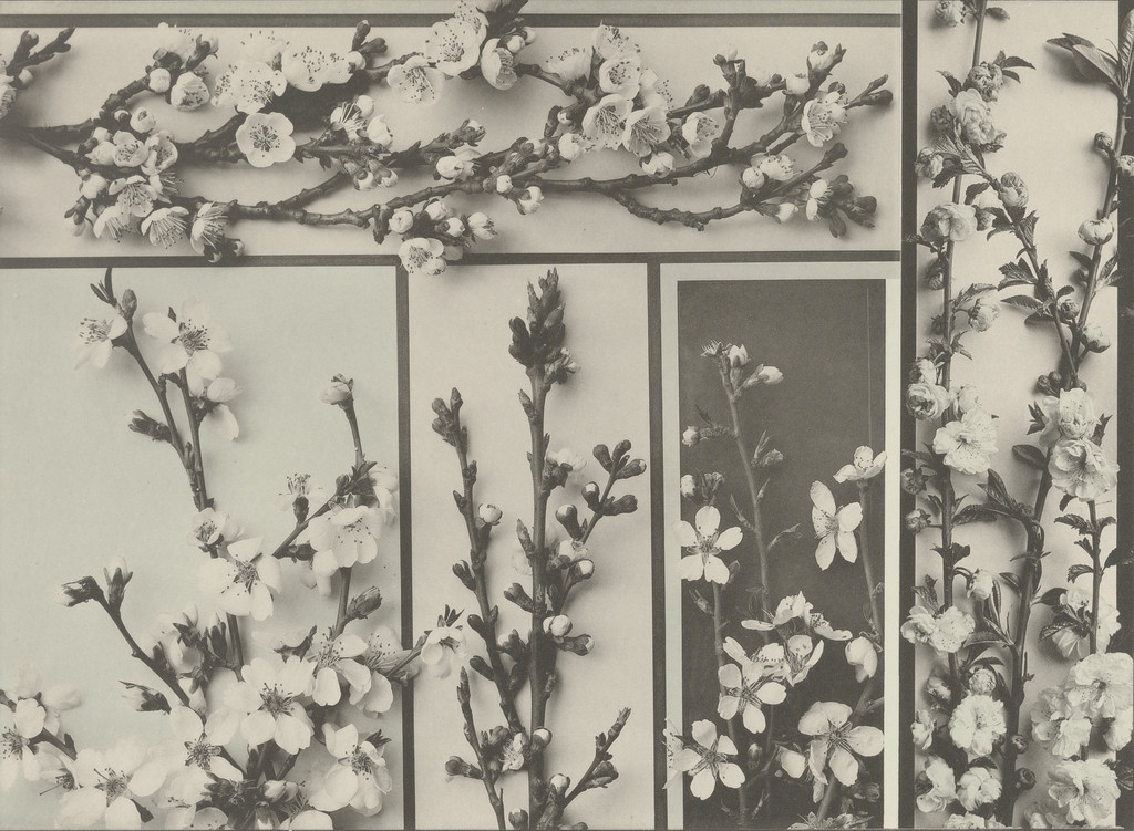 Page from Festons und Dekorative Gruppen