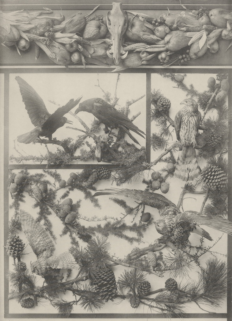 Page from Festons und Dekorative Gruppen