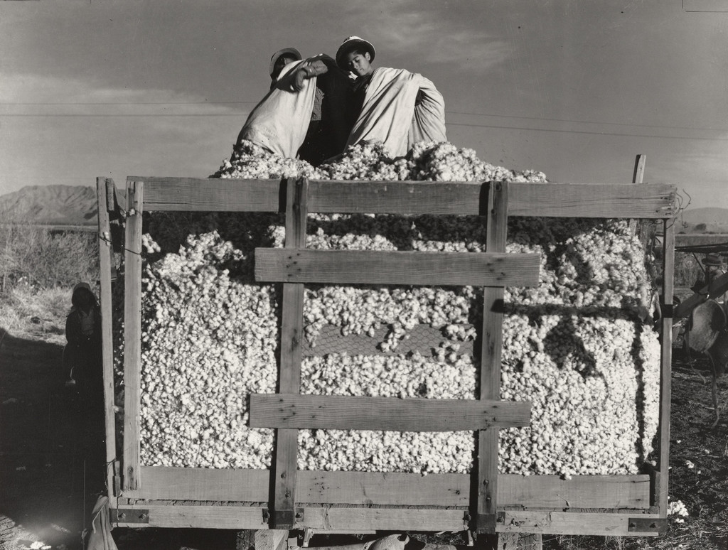 Migratory cotton pickers, Eloy, Arizona