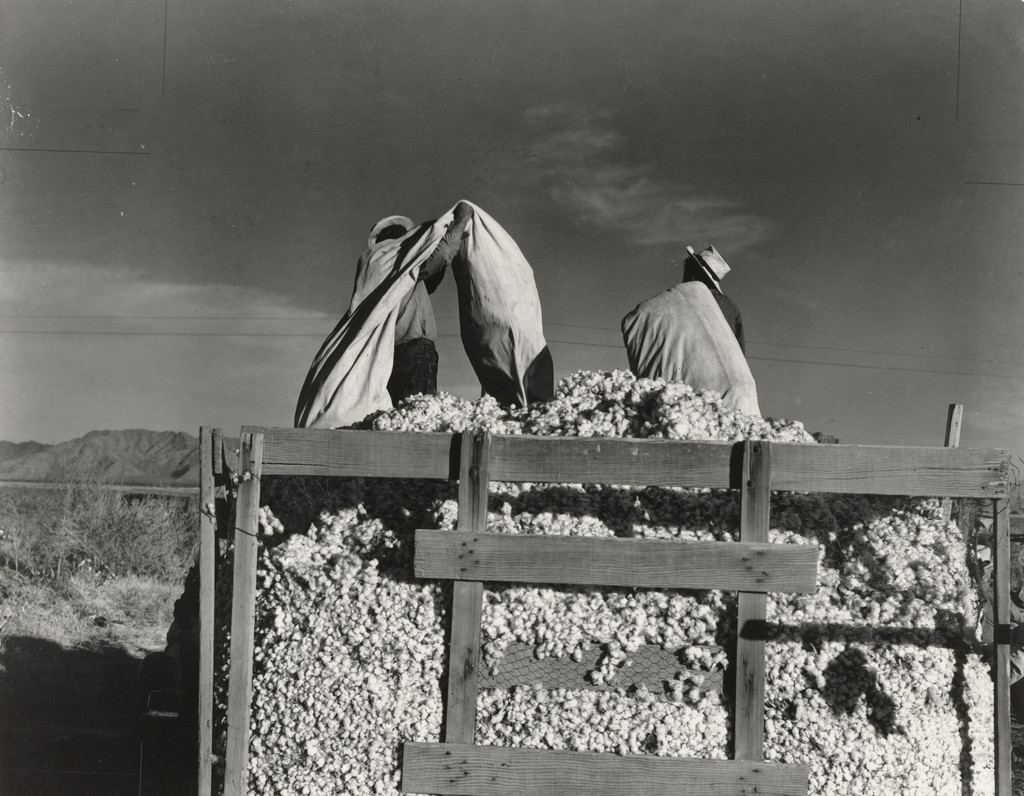Migratory cotton pickers, Eloy, Arizona