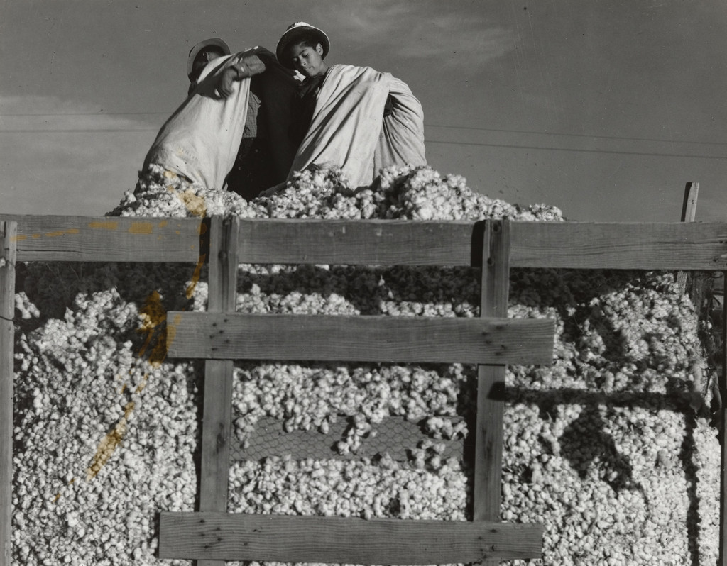 Migratory cotton pickers, Eloy, Arizona