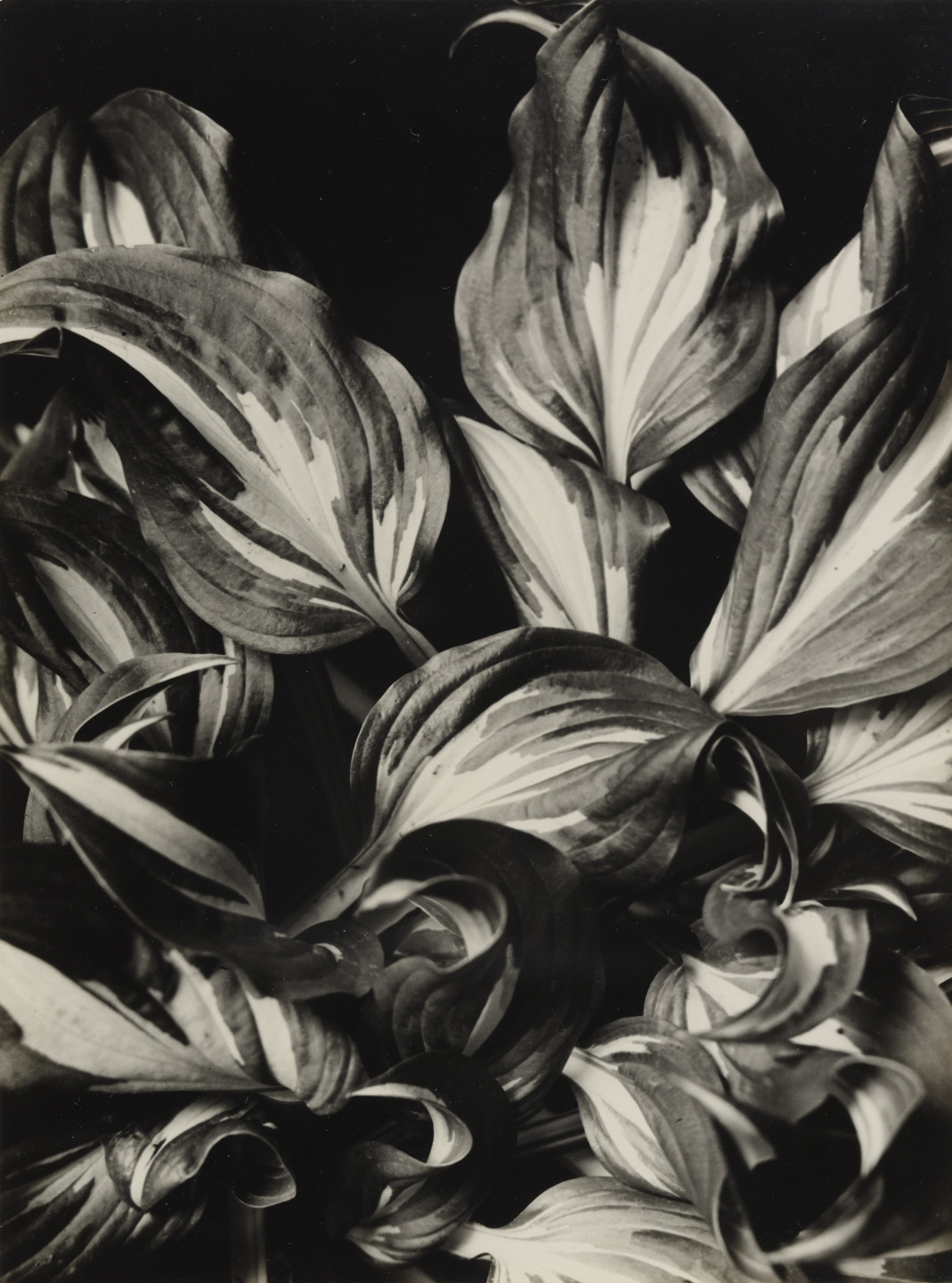 Aenne Biermann. Funkia. 1926
