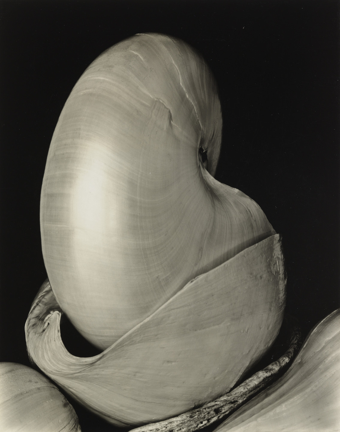 Edward Weston. Shells. 1927