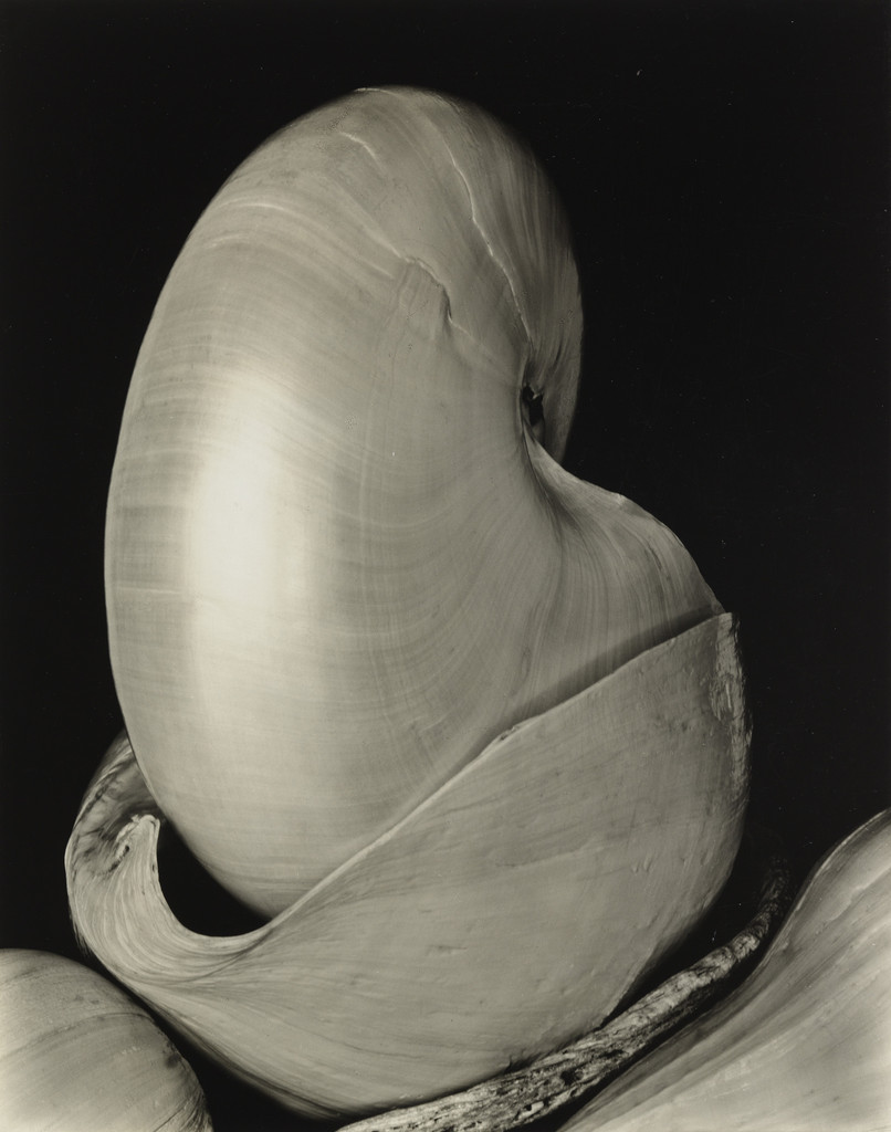 Shells