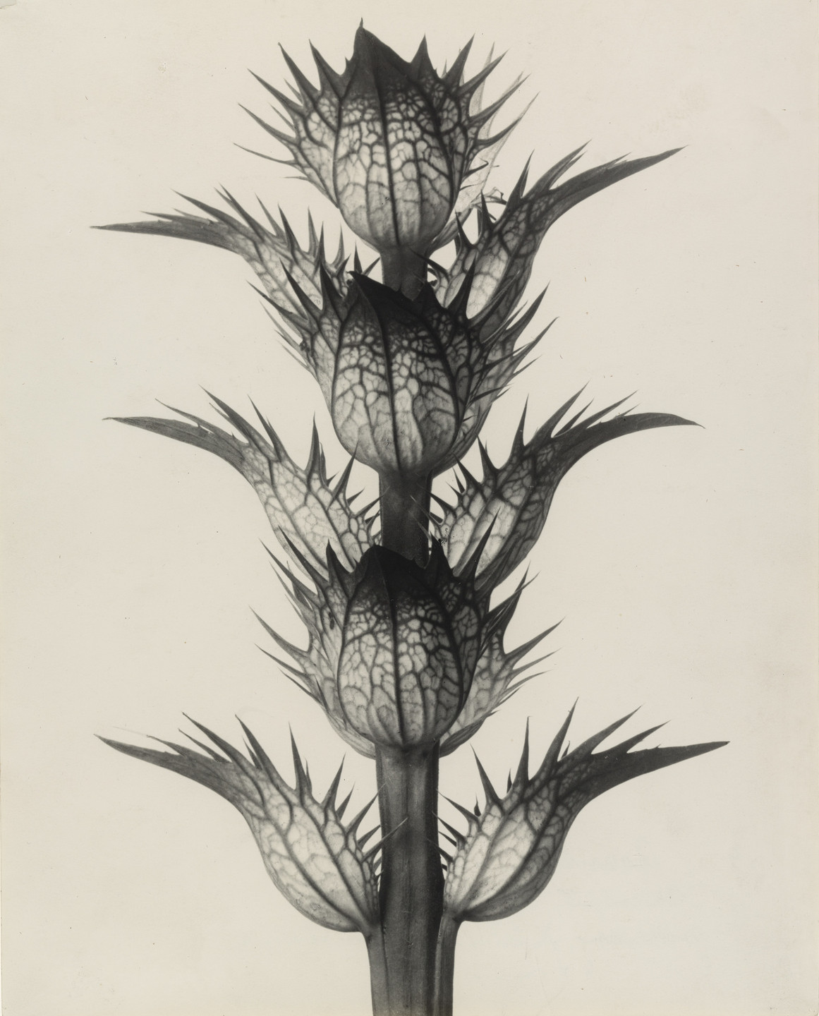 Karl Blossfeldt. Acanthus mollis (Soft Acanthus, Bear&#39;s Breeches. Bracteoles with the Flowers Removed, Enlarged 4 Times). 1898–1928