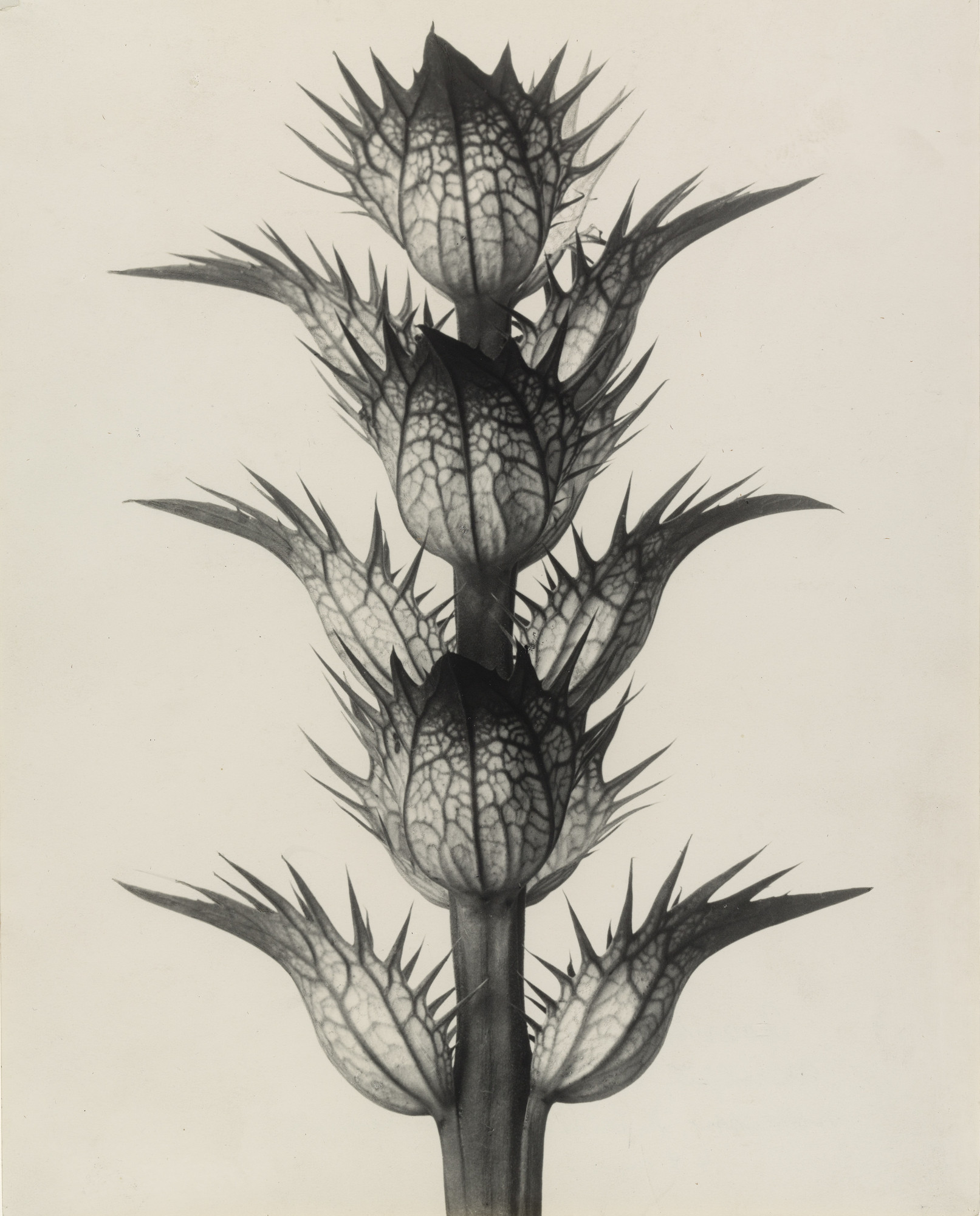 Karl Blossfeldt | MoMA