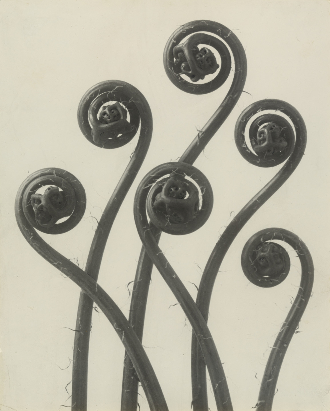 Karl Blossfeldt:Photographs1865-1932 KARL BLOSSFELDT (1865-1932), 12 Fotografien | Christie\u0027s