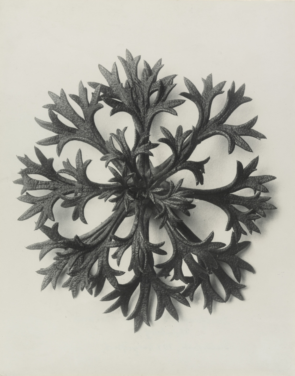 Karl Blossfeldt. Saxifraga wilkommiana (Willkom&#39;s Saxifrage. Rosette of Leaves Enlarged 10 Times). 1898–1928
