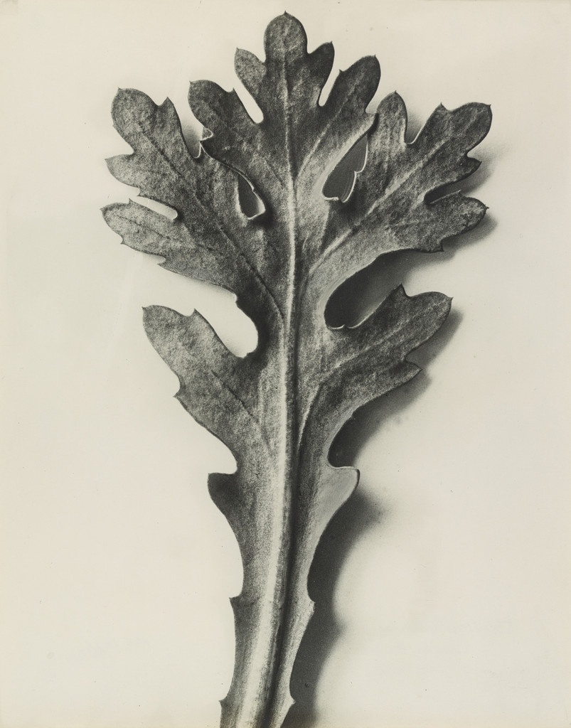 Leaf