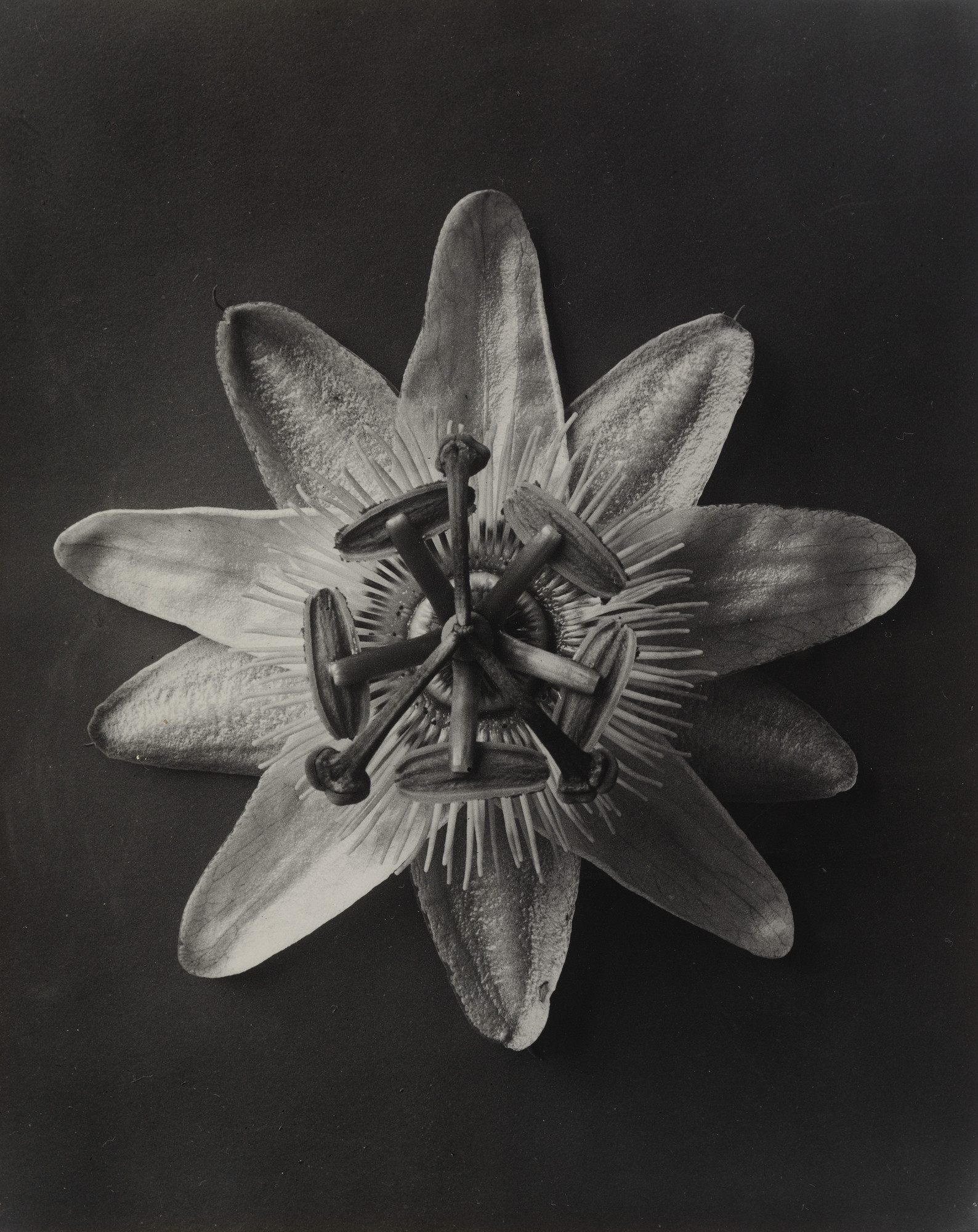KARL BLOSSFELDT Photography カール・ブロスフェルト Blossfeldt Karl