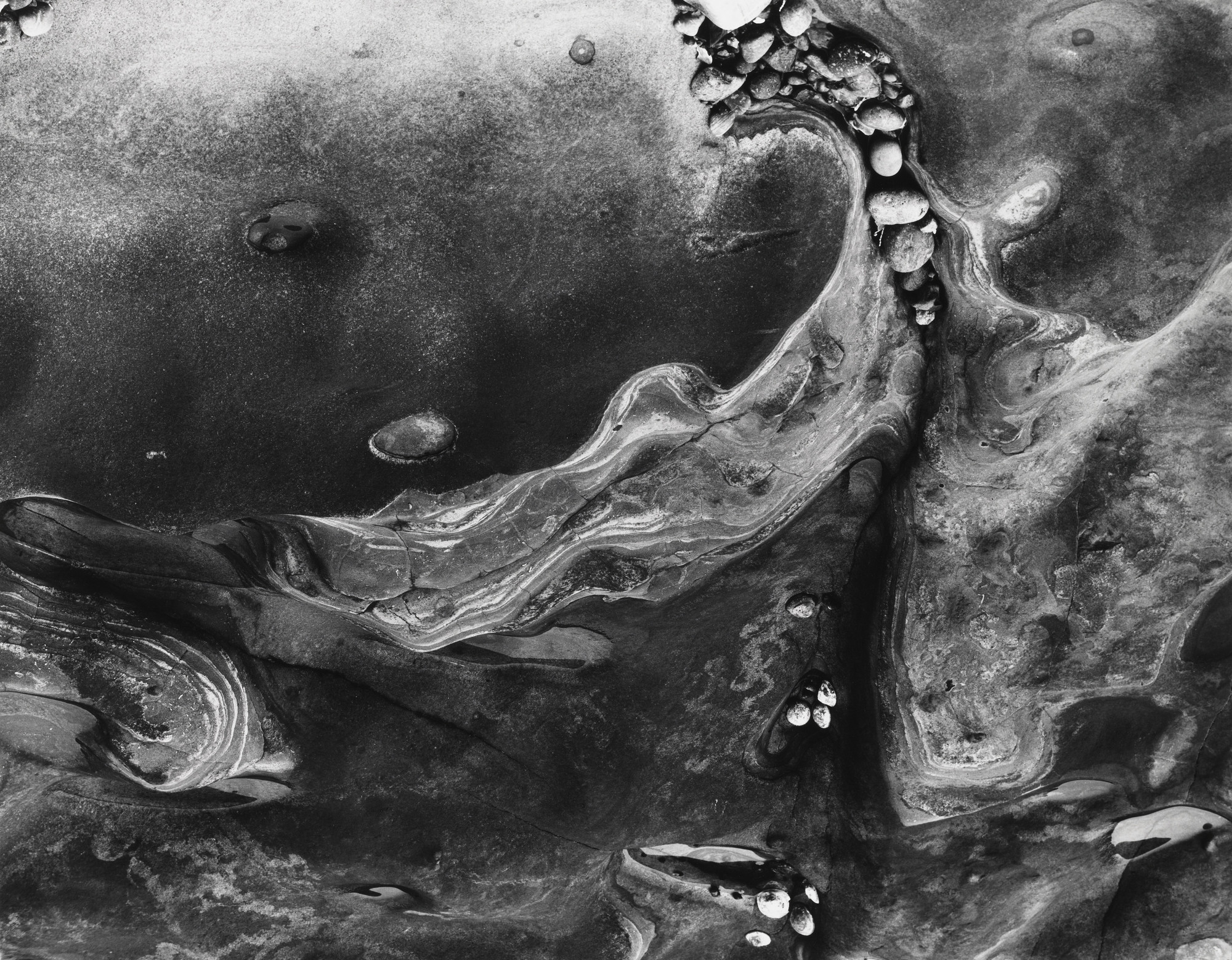 Minor White. Barnacles