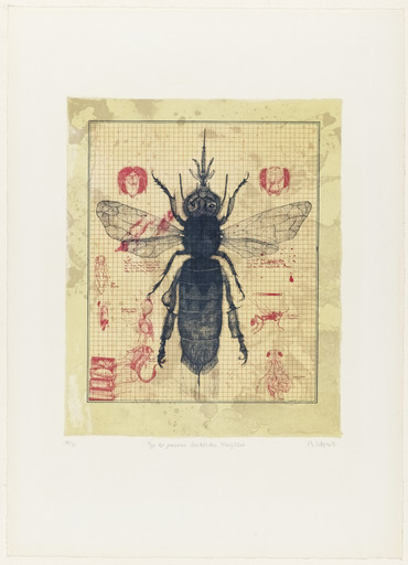 Plate (folio 8) from The Bee (Die Biene)