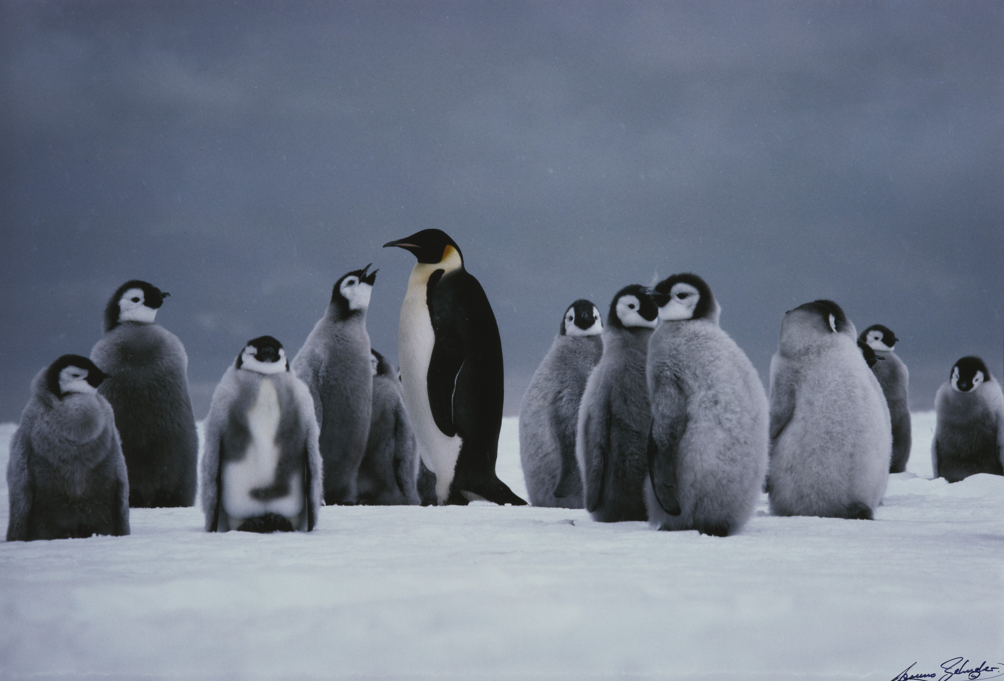Bruno Zehnder. Emperor Penguin Adult with Chicks, Cape Washington, Antarctica. 1986