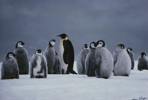 Emperor Penguin Adult with Chicks, Cape Washington, Antarctica