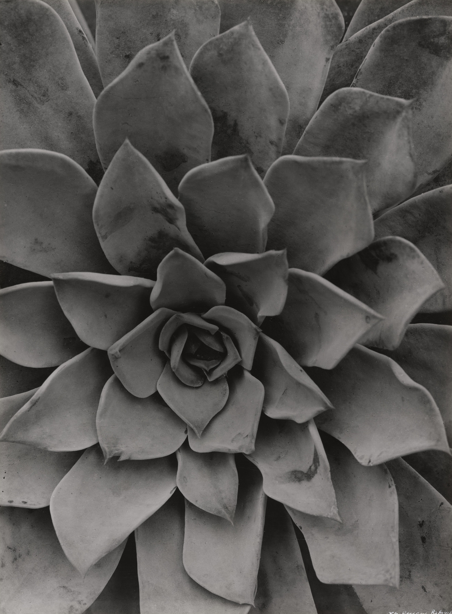 Albert Renger-Patzsch. Echeveria. 1922 | MoMA