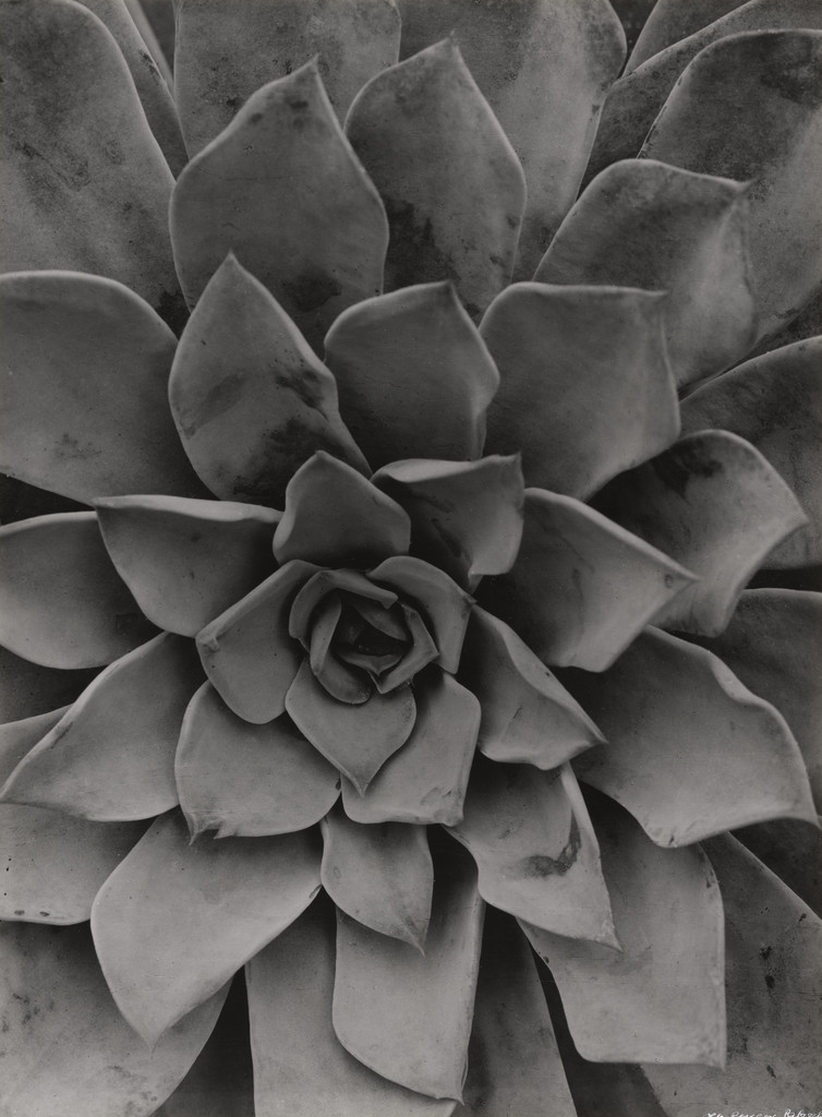 Close-up