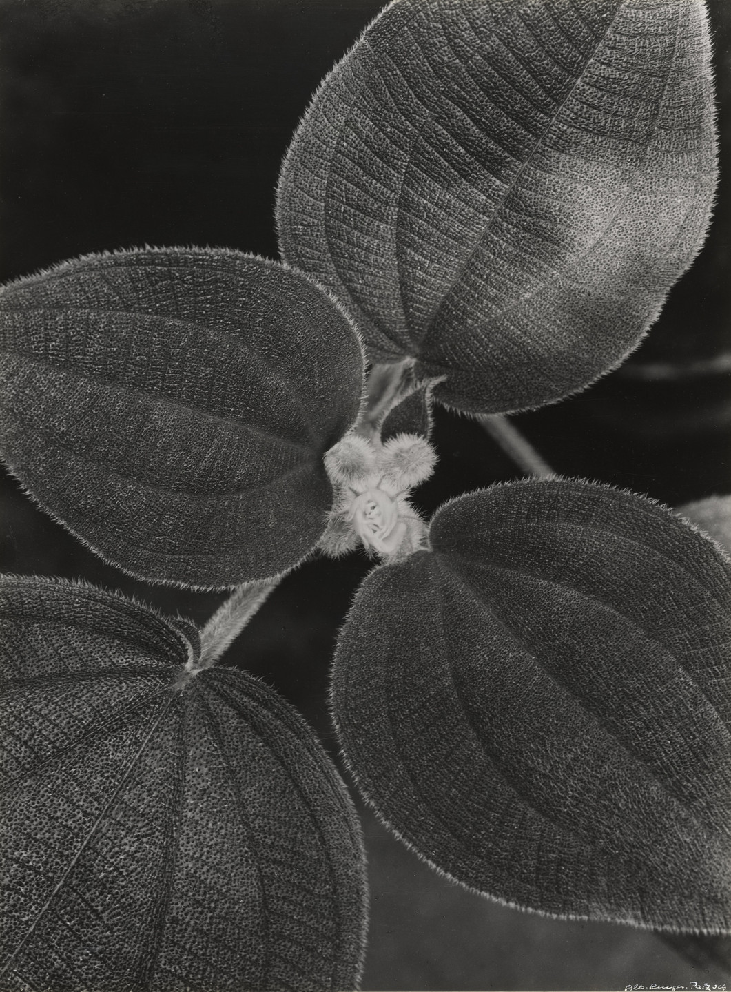 Albert Renger-Patzsch. Heterotrichum Macrodon. 1922