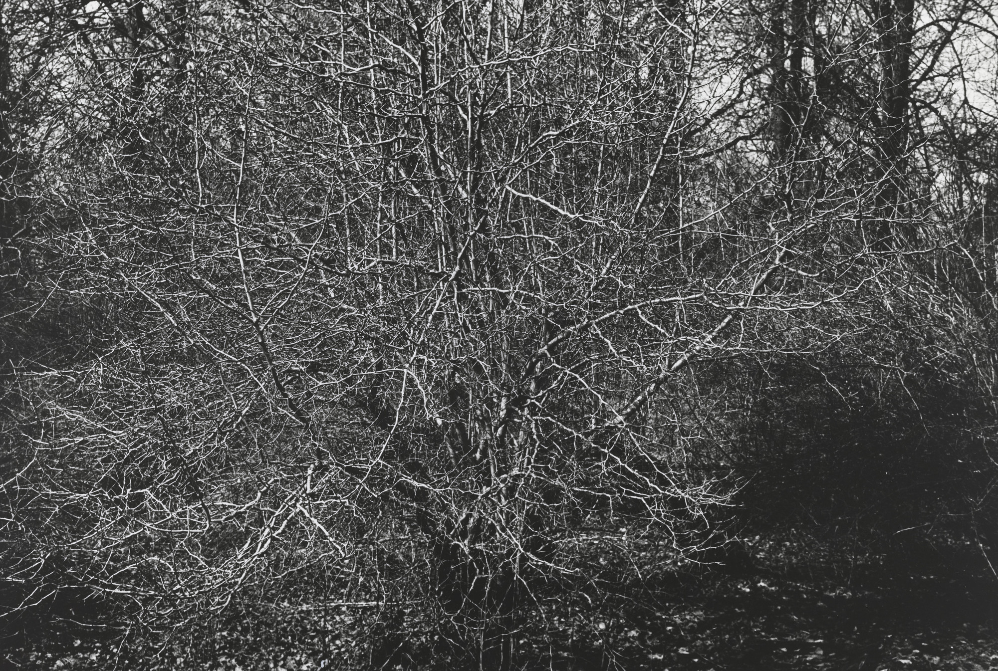 Alexander Slussarev. Untitled