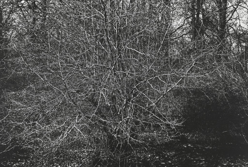 Alexander Slussarev. Untitled