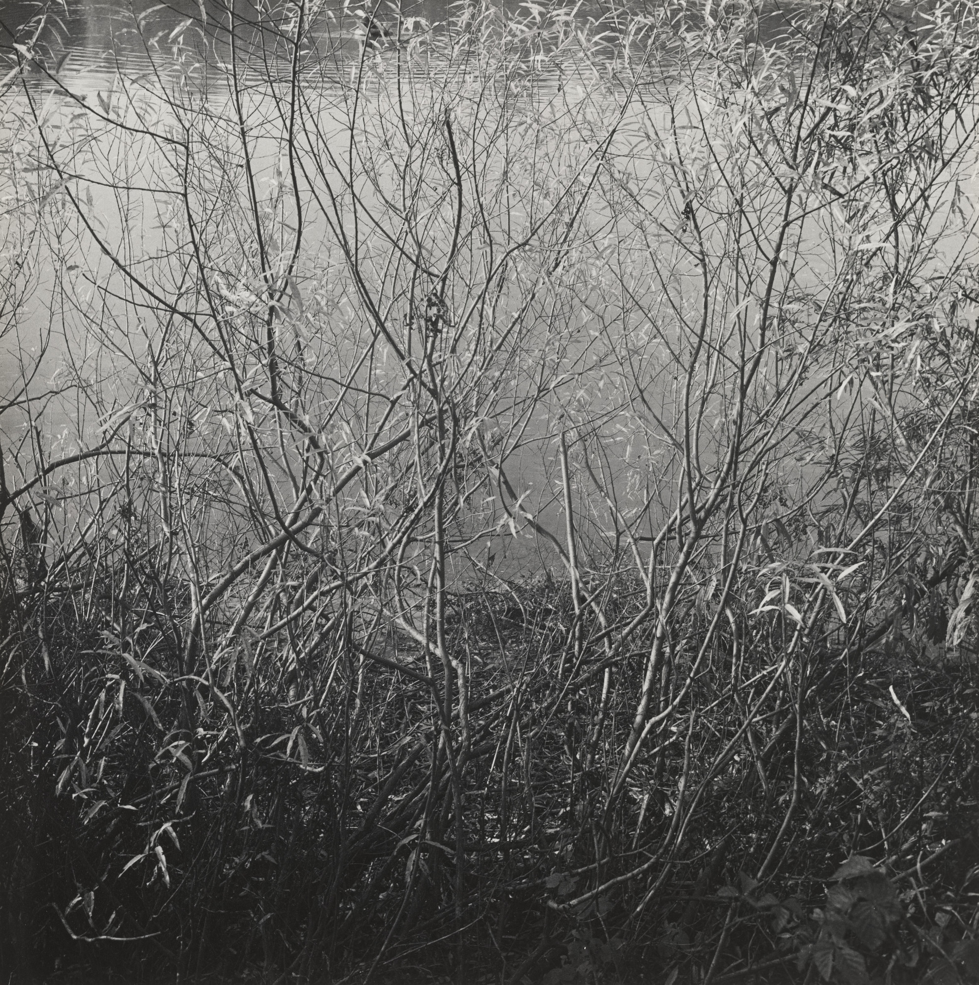 Alexander Slussarev. Untitled