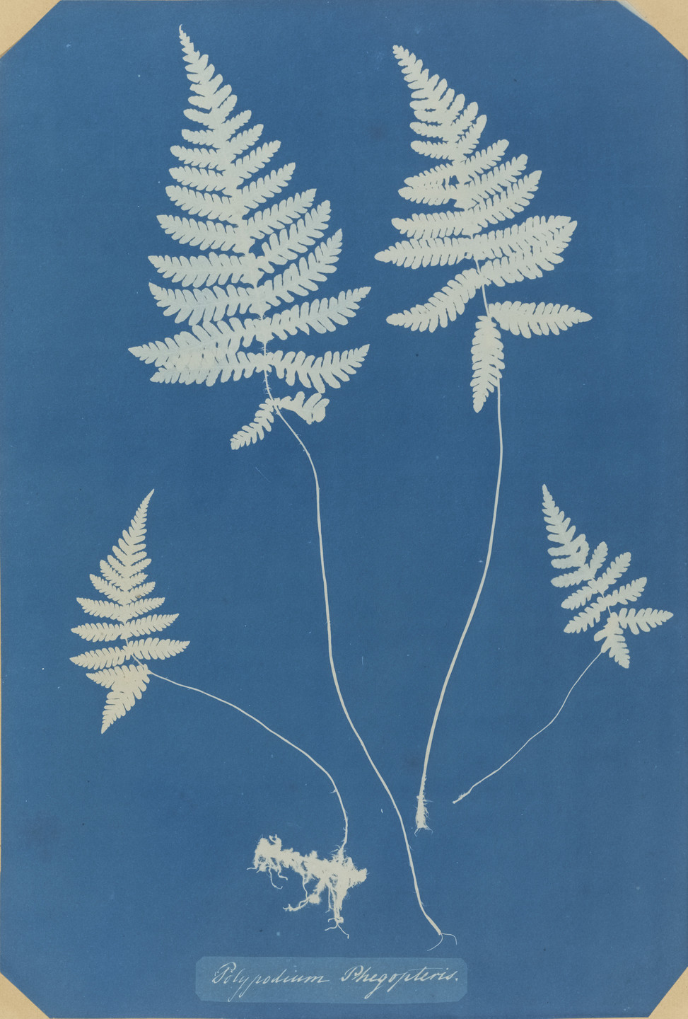 Anna Atkins. Polypodium Phegopteris. 1853