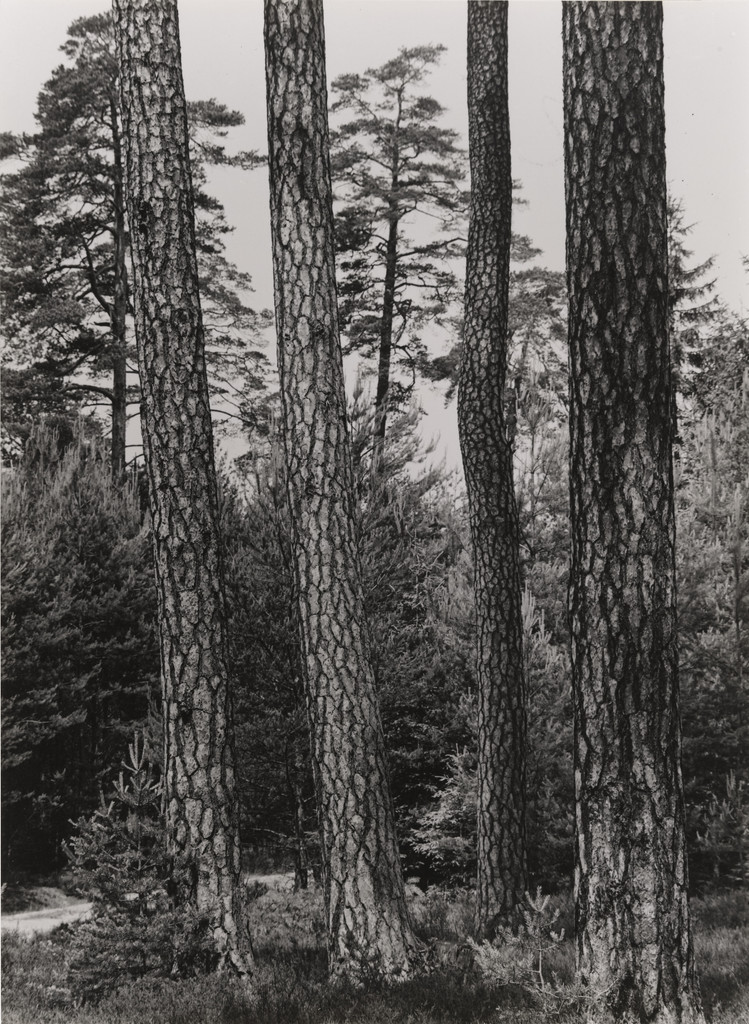 Pine