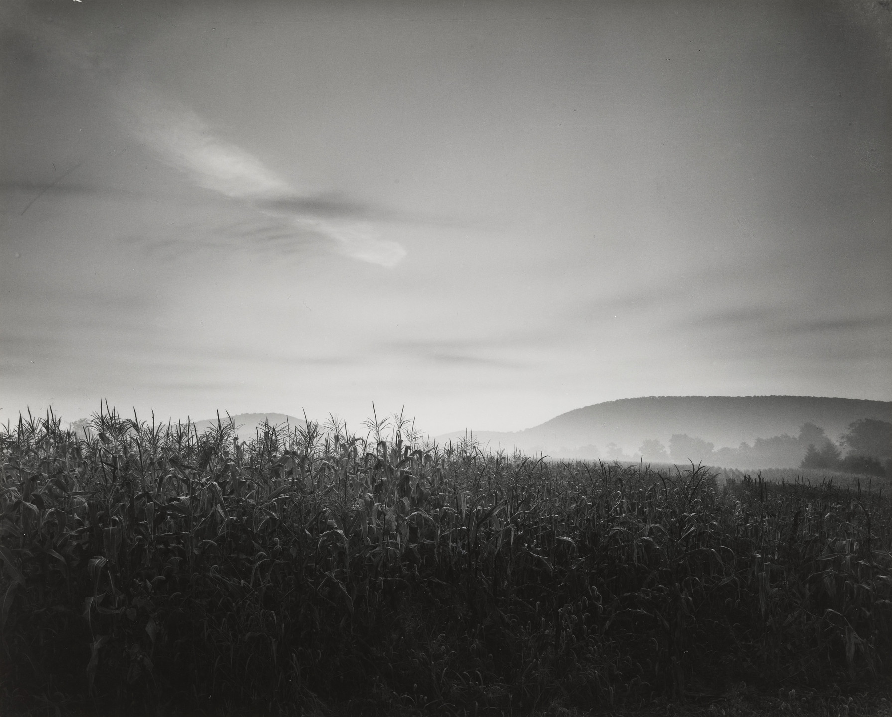 Robert Walch. Cornfield at Dawn. 1968