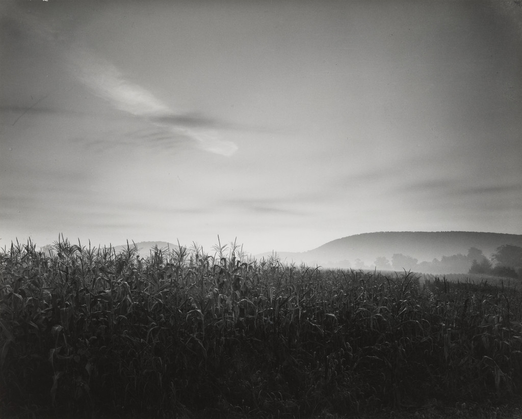 Cornfield at Dawn