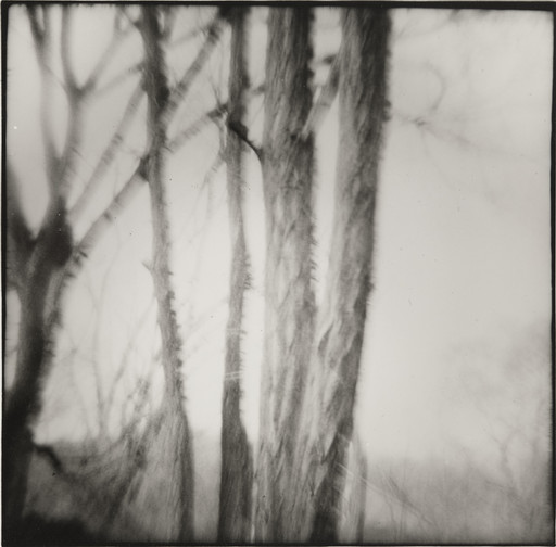 Pictorial Tree, Galapolis, Ohio