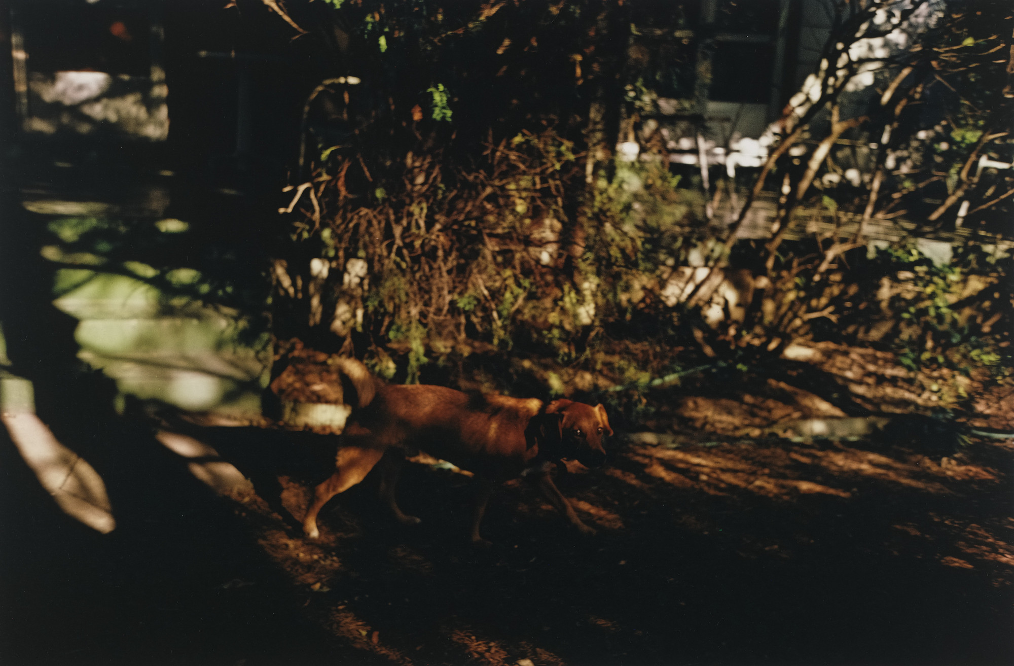 William Eggleston. Untitled