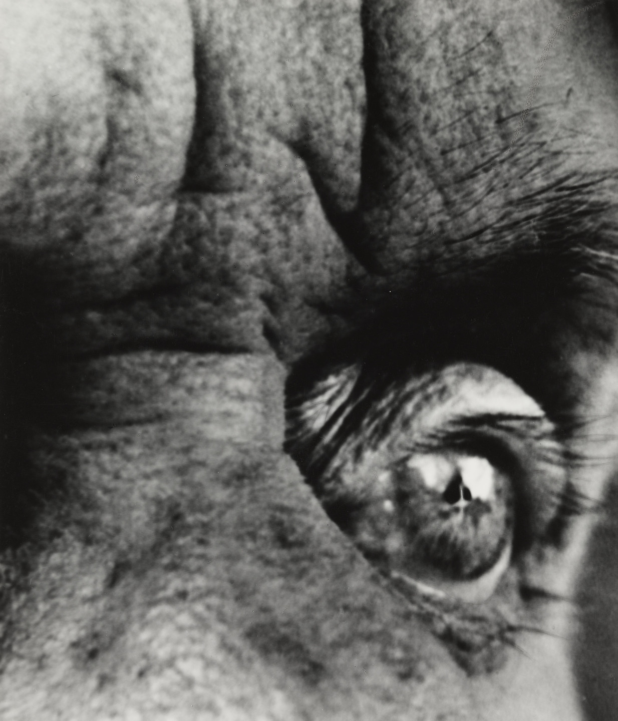 Bill Brandt. Max Ernst. 1963