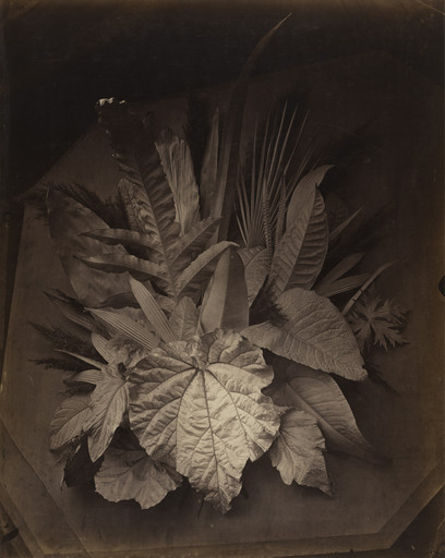Charles Aubry. Leaf Arrangement with Foreshortening. 1864