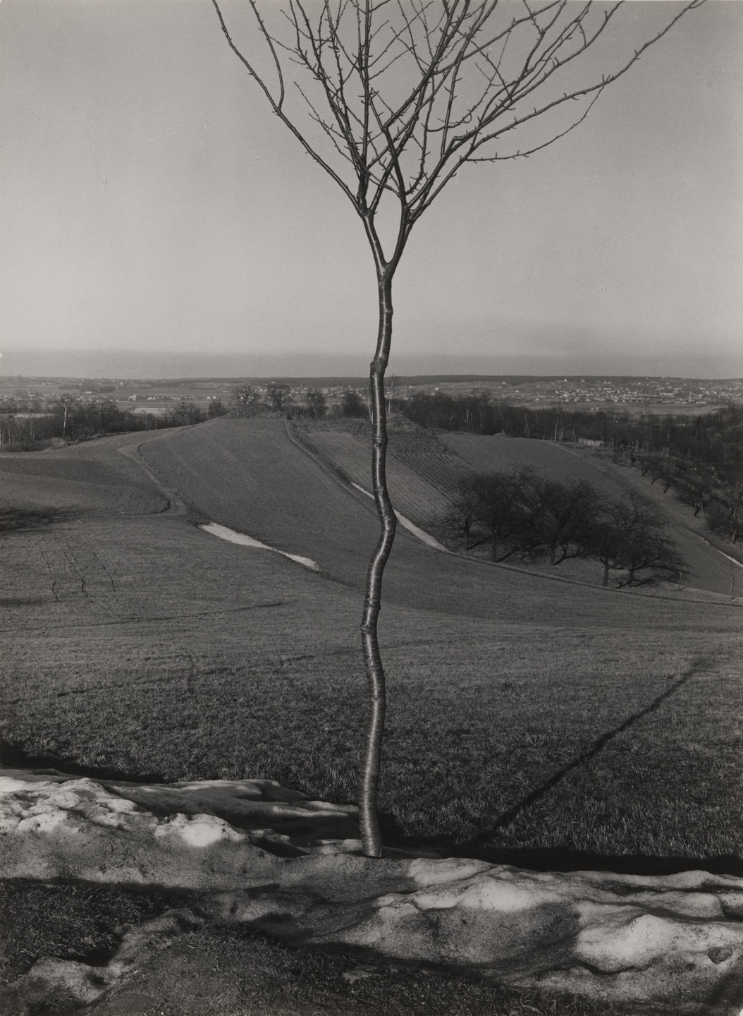 Albert Renger-Patzsch. The Little Tree. 1929
