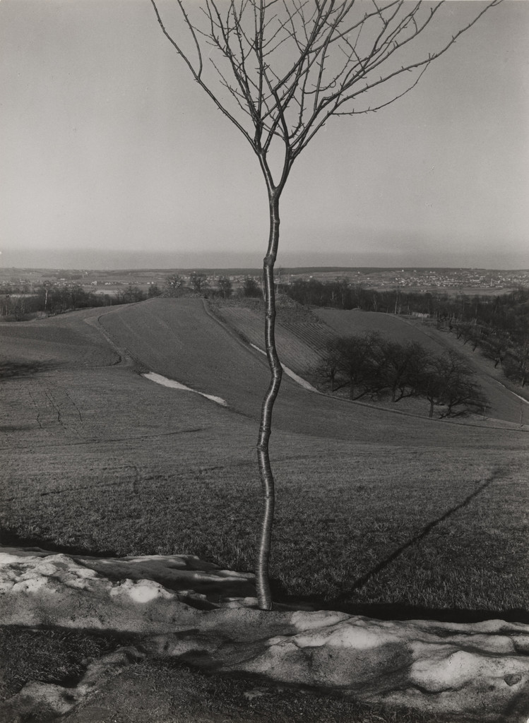 The Little Tree