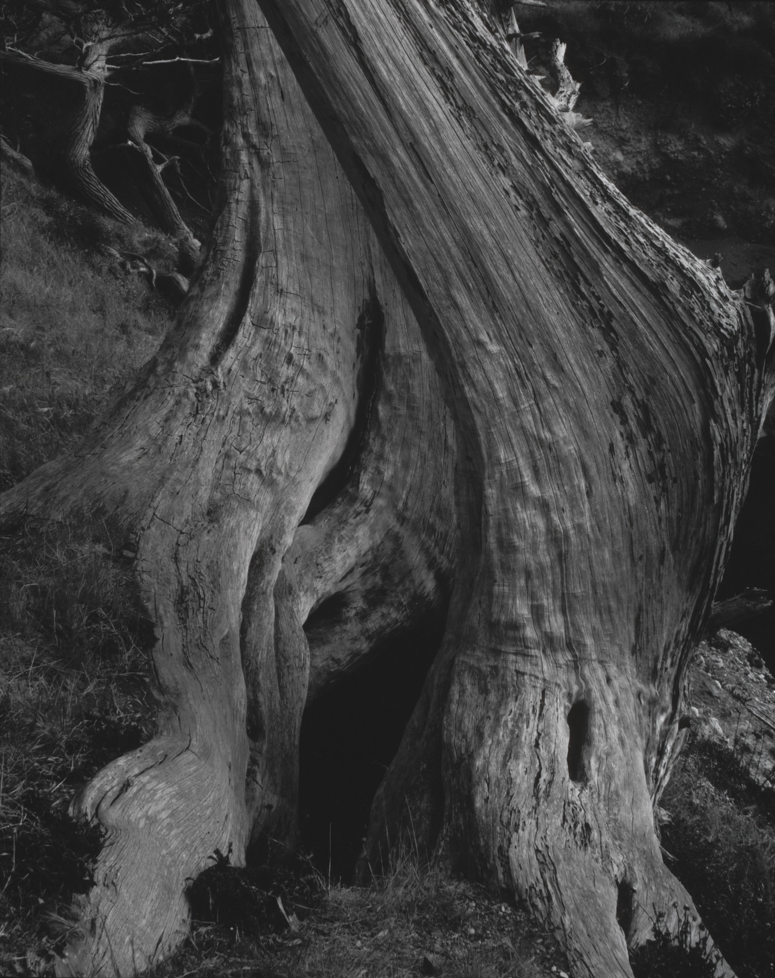 Edward Weston. Cypress, Point Lobos
