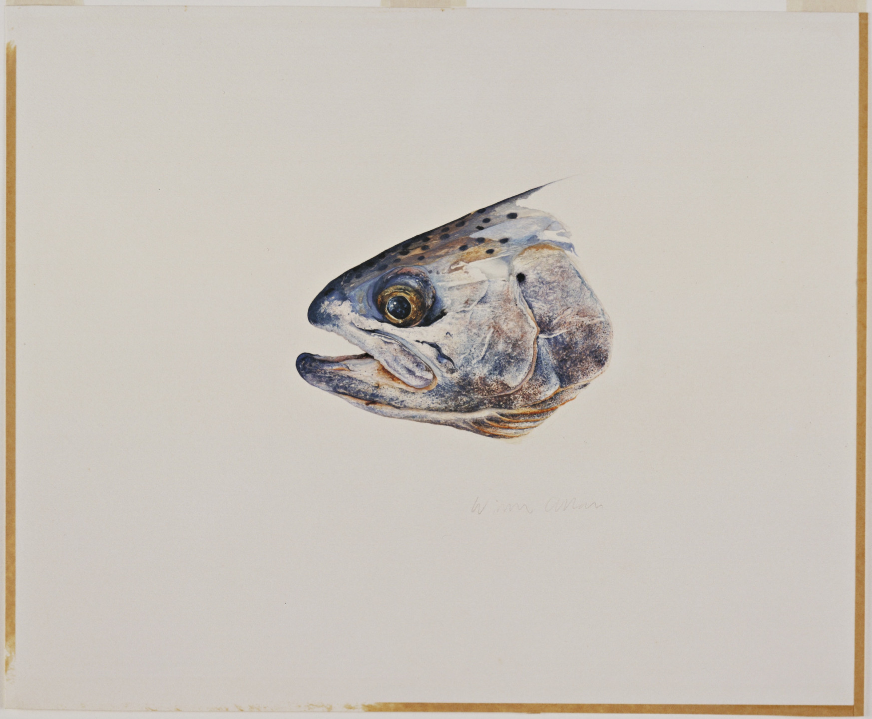 William Allan. Rainbow Trout Head - Hauser Lake Montana. (1972)