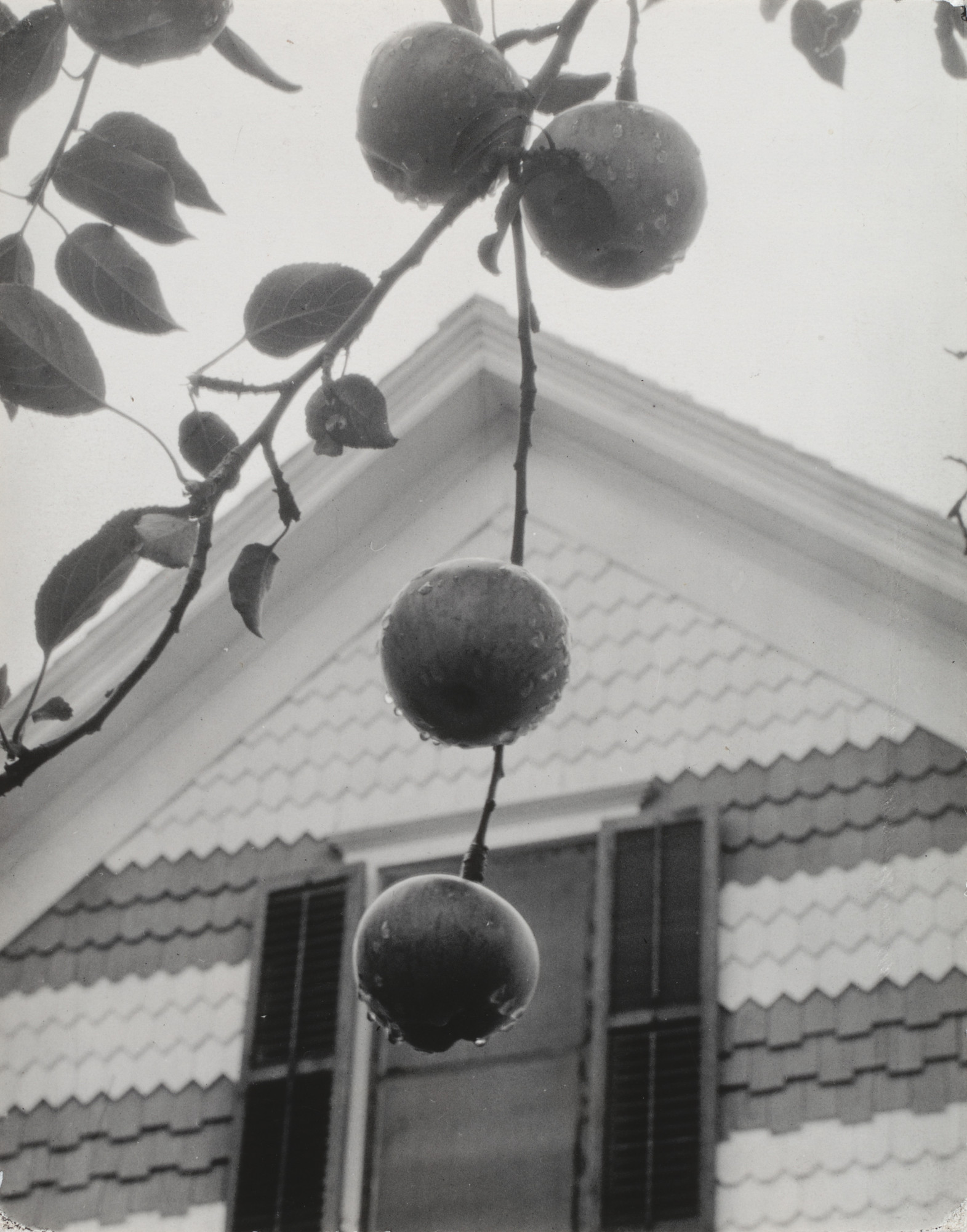 Alfred Stieglitz. Apples and Gable, Lake George. 1922 | MoMA