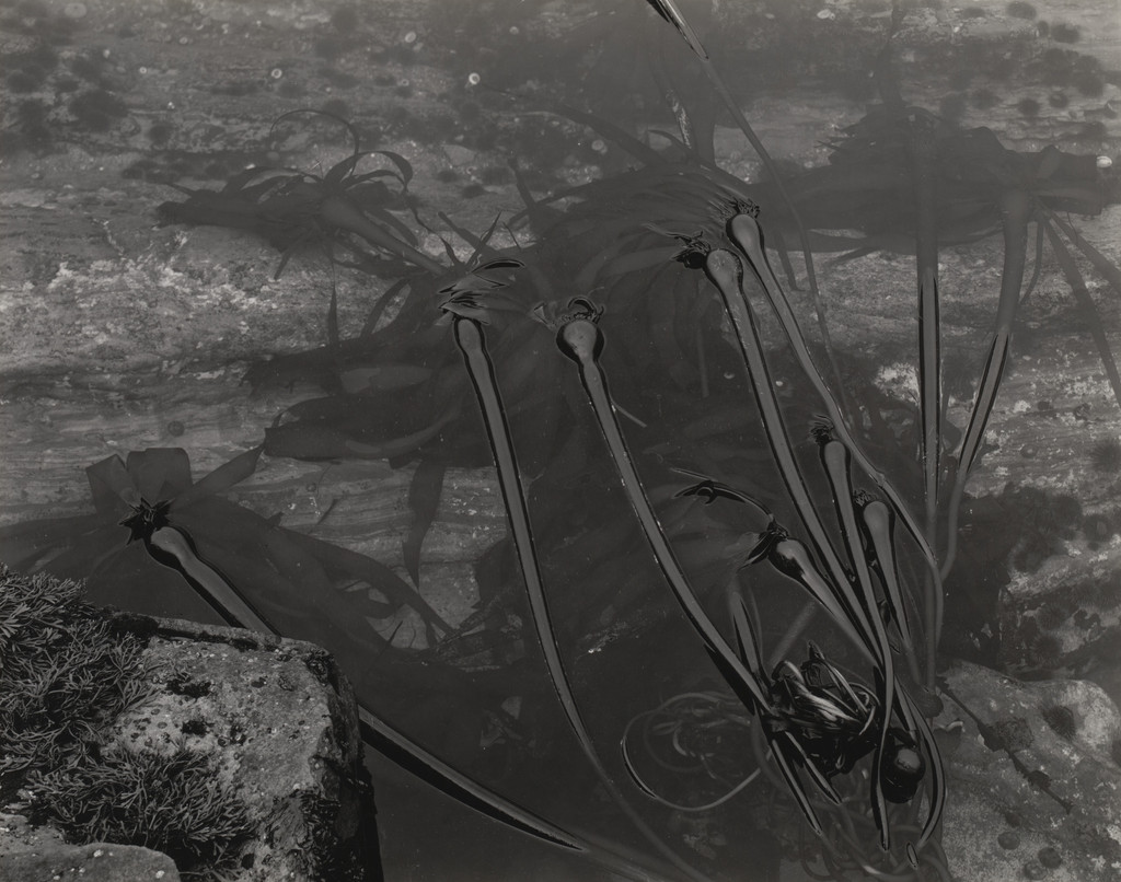 Floating Kelp, Tide Pool, Point Lobos