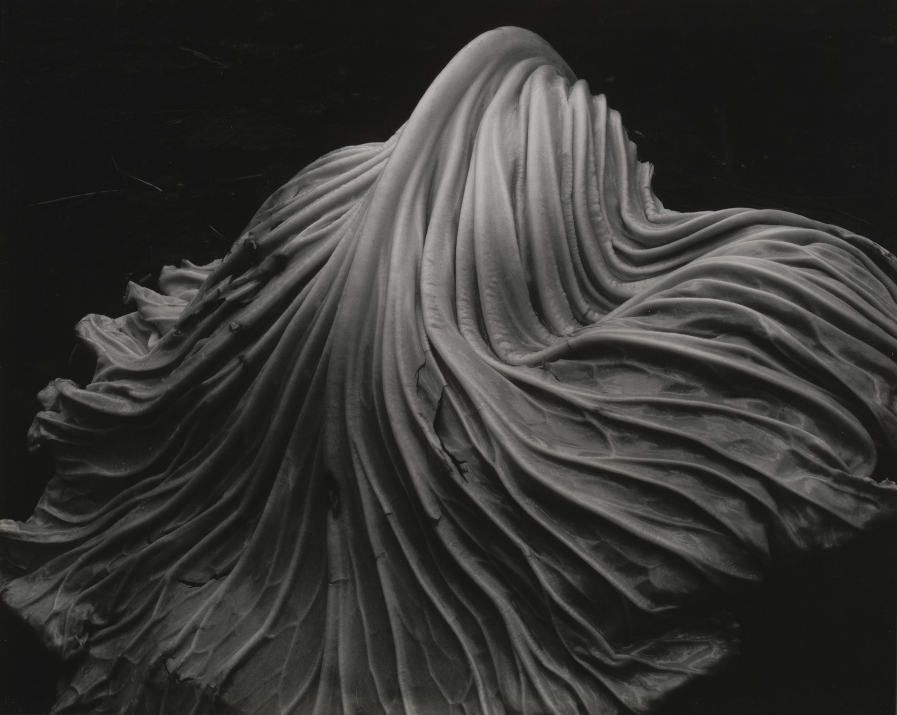 Edward Weston. Cabbage Leaf. 1931
