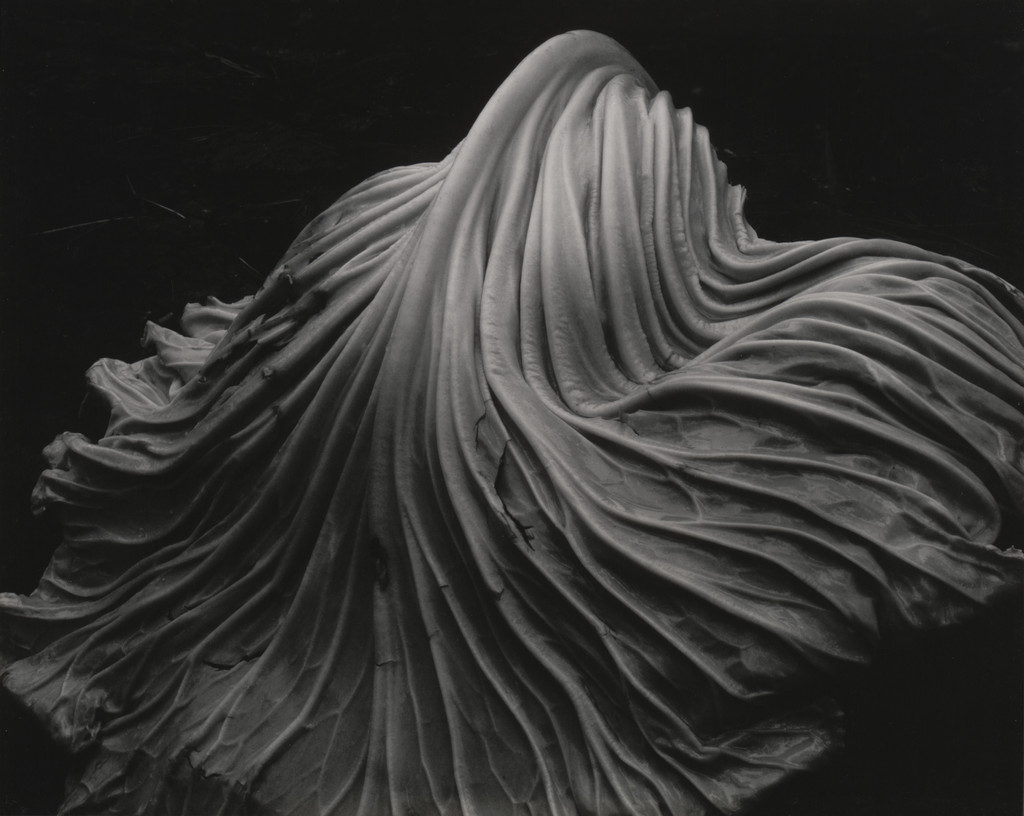 Cabbage Leaf