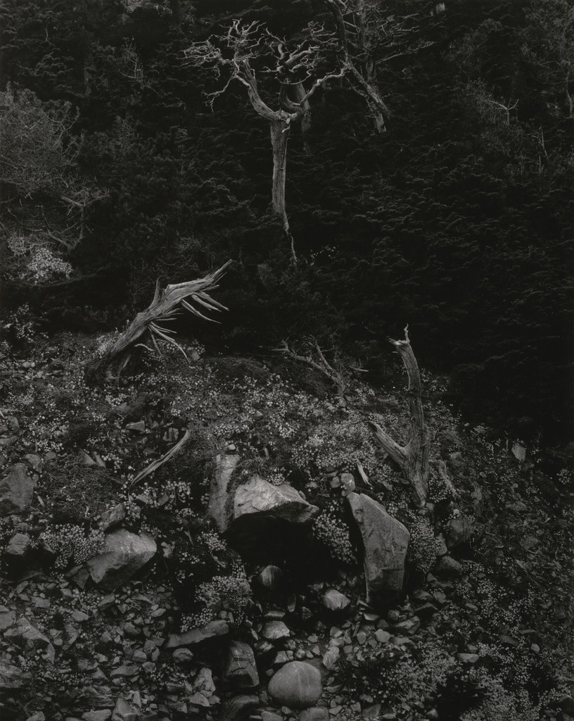 Cypress and Stone Crop, Point Lobos