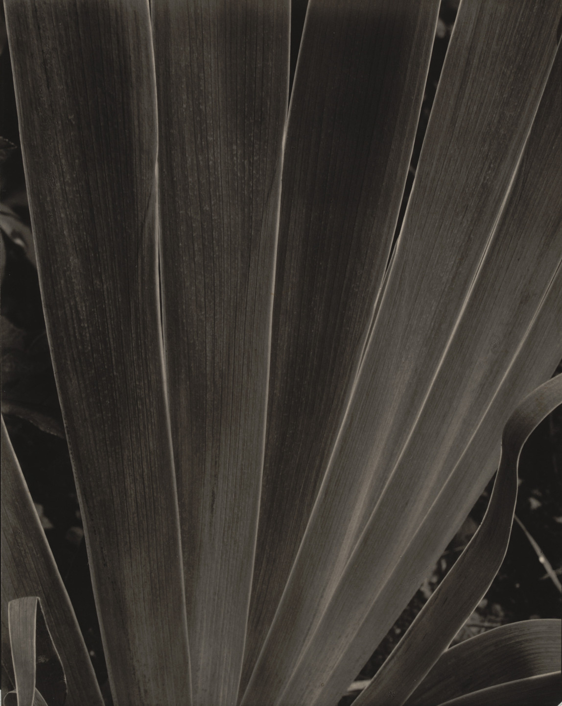 Paul Strand. Leaves II. 1929